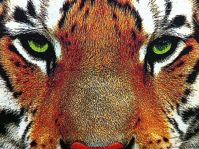 Kornit Close Up Tiger - Marshall Atkinson