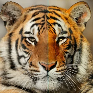 LAB Mode Mojo - Marshall Atkinson